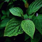 What is the importance of Mint