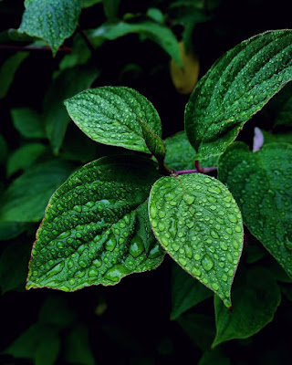 What is the important of Mint